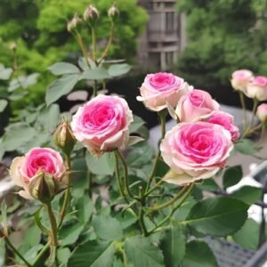 Mimi EdenMeiland Rose