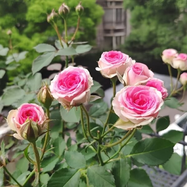 Mimi EdenMeiland Rose