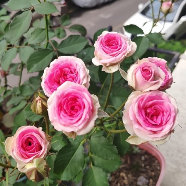 Mimi EdenMeiland Rose