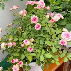 Mimi EdenMeiland Rose Plant|小伊甸园 - 图片 10