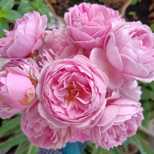 Miyako Rose