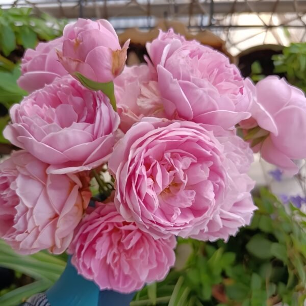 Miyako Rose