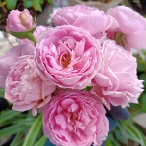Miyako Rose