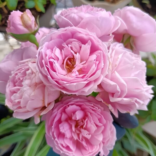Miyako Rose