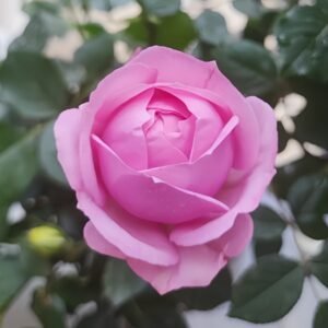 Miyako Rose
