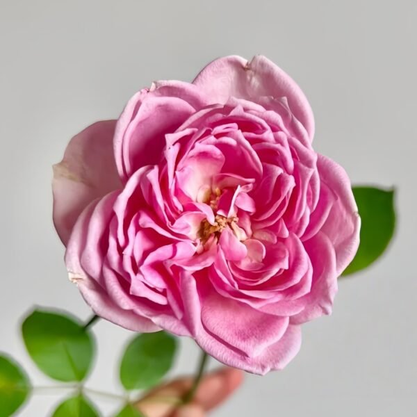 Miyako Rose