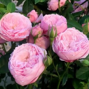 Miyako Rose