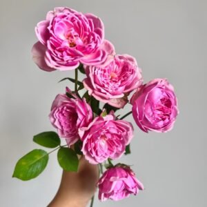 Miyako Rose