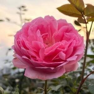 Miyako Rose