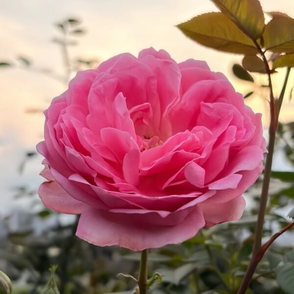 Miyako Rose