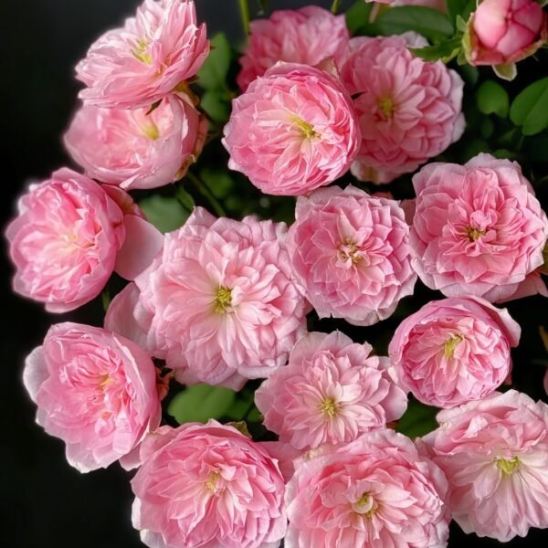 Miyako Rose