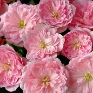 Miyako Rose