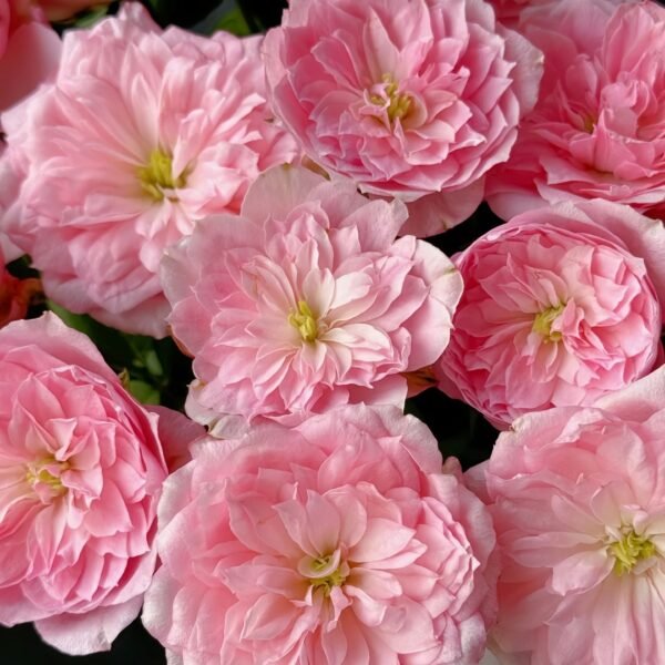 Miyako Rose