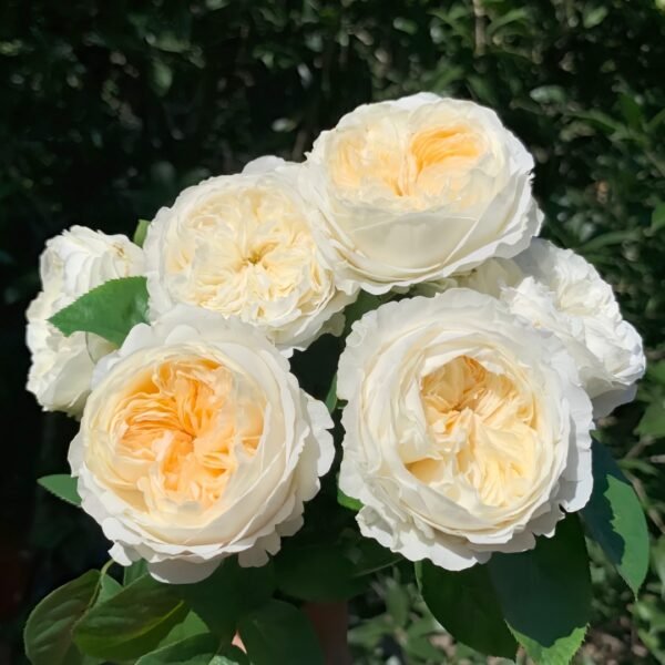 Moon Fairy Rose
