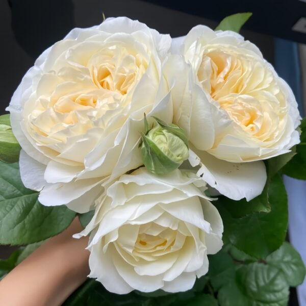 Moon Fairy Rose