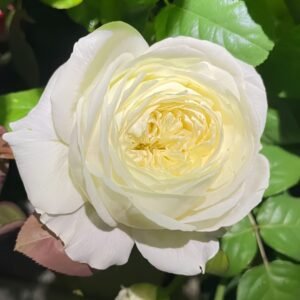 Moon Fairy Rose
