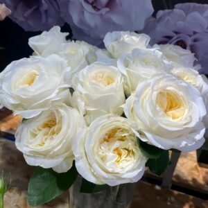 Moon Fairy Rose