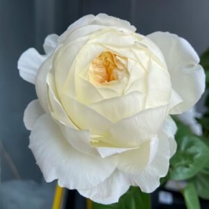 Moon Fairy Rose