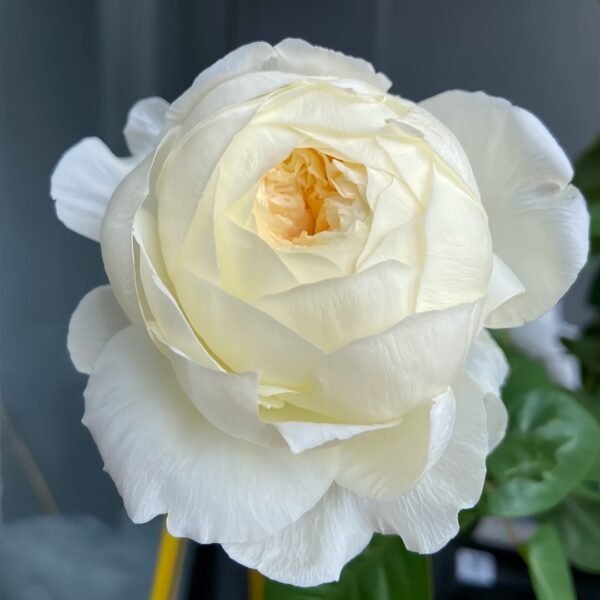 Moon Fairy Rose