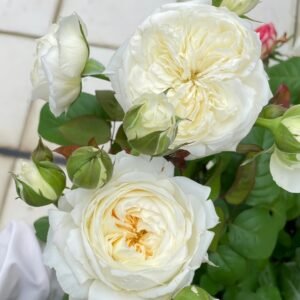 Moon Fairy Rose