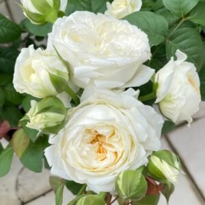 Moon Fairy Rose