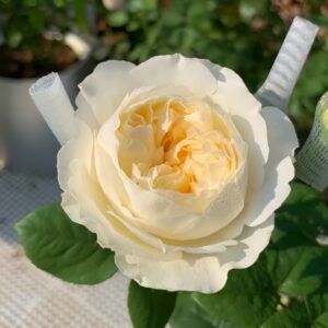 Moon Fairy Rose