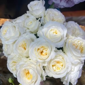 Moon Fairy Rose Plant|皎月仙子 - 图片 10