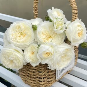 Moon Fairy Rose