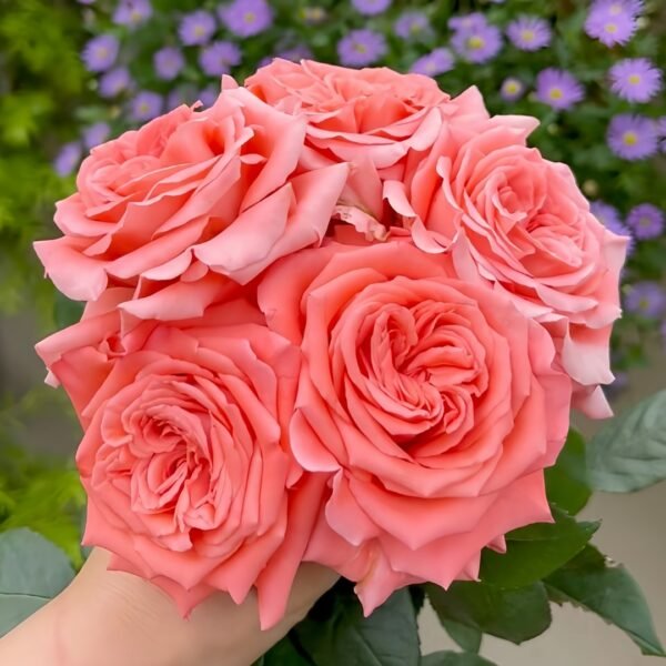 Movie Star Rose01 Movie Star Rose