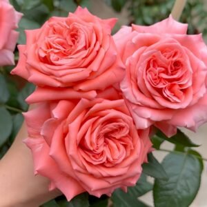 Movie Star Rose