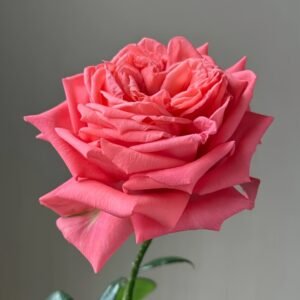 Movie Star Rose