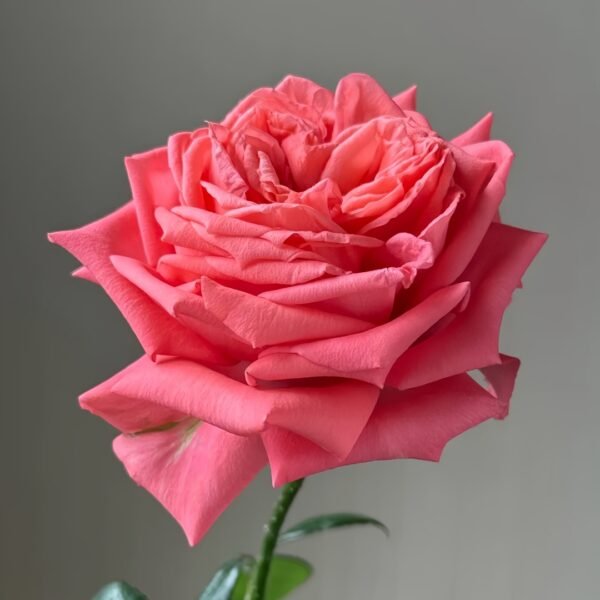 Movie Star Rose