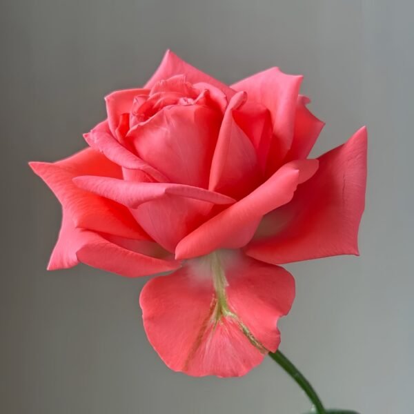 Movie Star Rose
