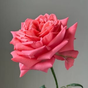 Movie Star Rose