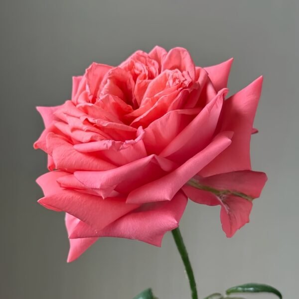 Movie Star Rose