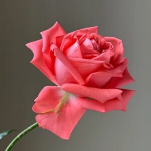 Movie Star Rose