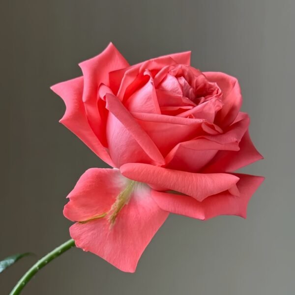 Movie Star Rose