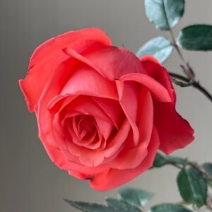 Movie Star Rose