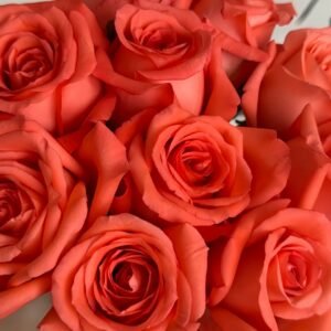 Movie Star Rose