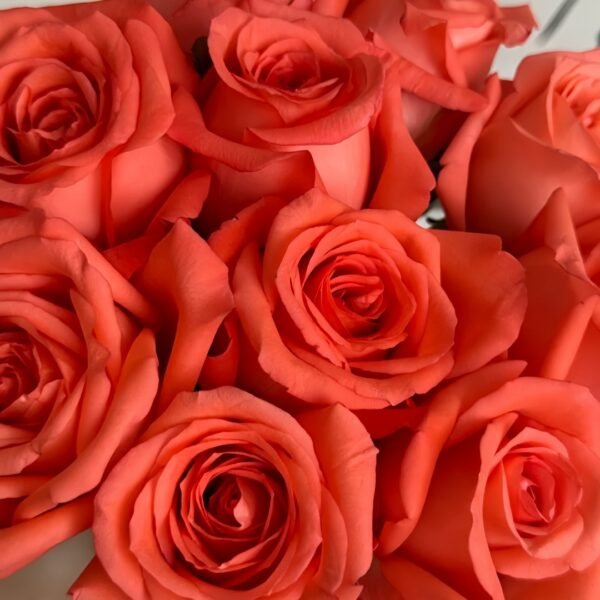 Movie Star Rose