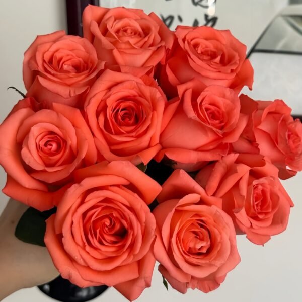 Movie Star Rose