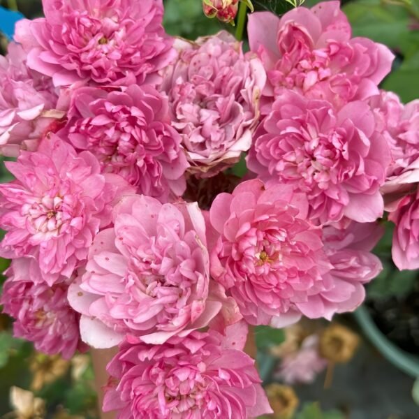 Nagi Rose