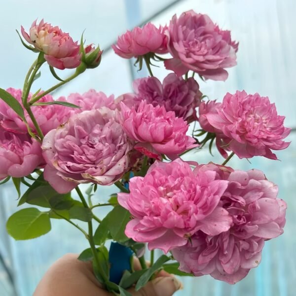 Nagi Rose