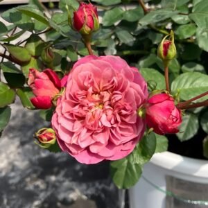 Nagi Rose