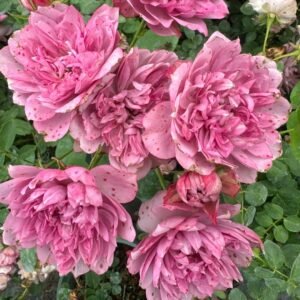 Nagi Rose
