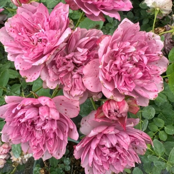 Nagi Rose