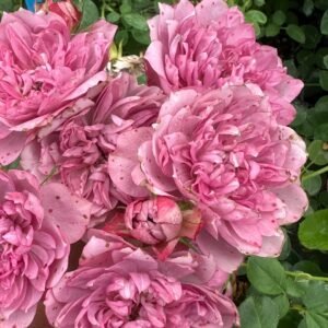 Nagi Rose