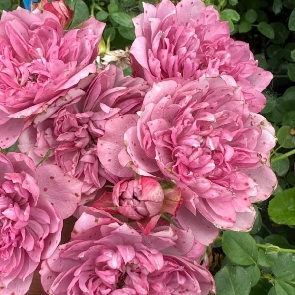 Nagi Rose