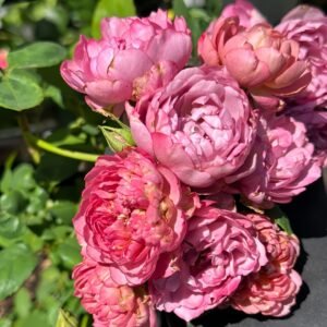 Nagi Rose