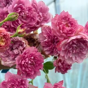 Nagi Rose